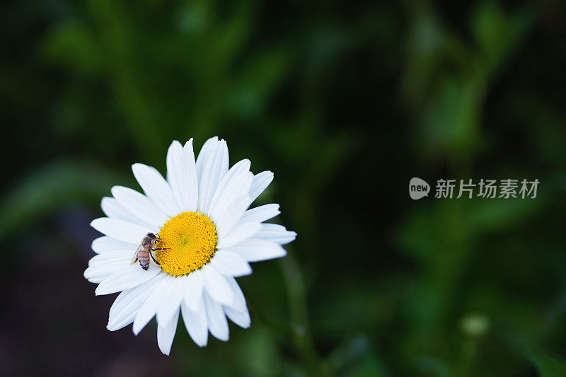 乡村生活:一朵雏菊(Leucanthemum Leucanthemum Vulgare)上面有一只蜜蜂